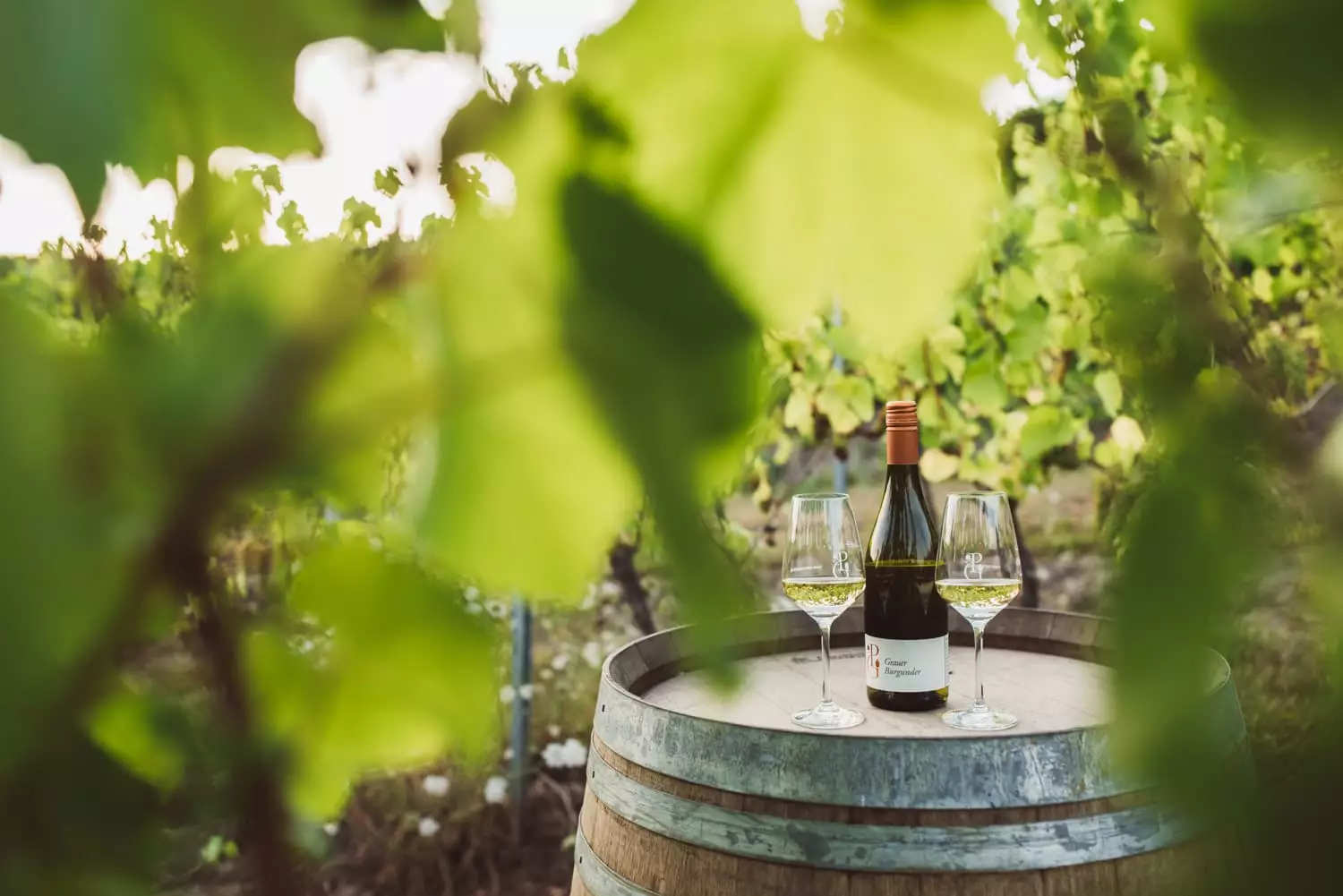 weingut-peter-greif-imagefotos-saar-mosel-0015.webp