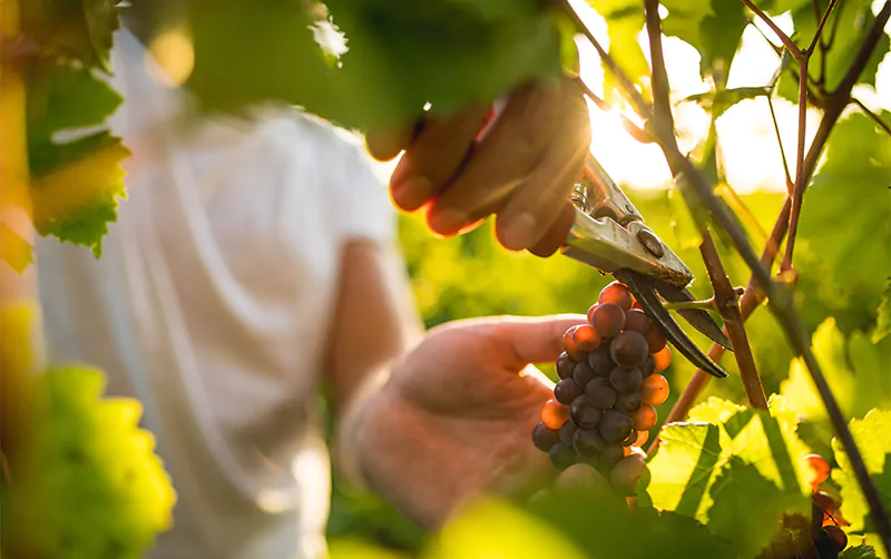 weintraube-schneiden-imagefoto-trier.webp